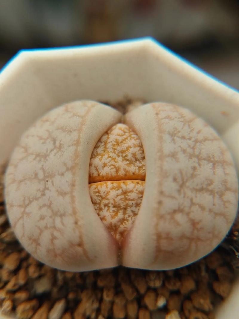 养鬼吃人5：地狱