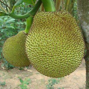 冰封：重生之门(粤语版)