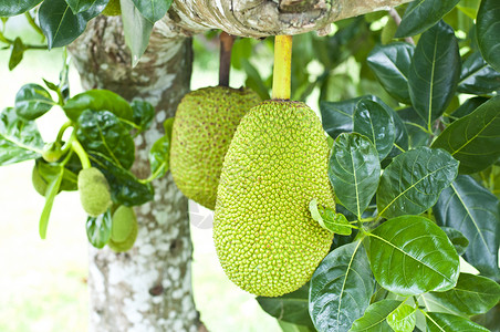 冲天火(普通话版)